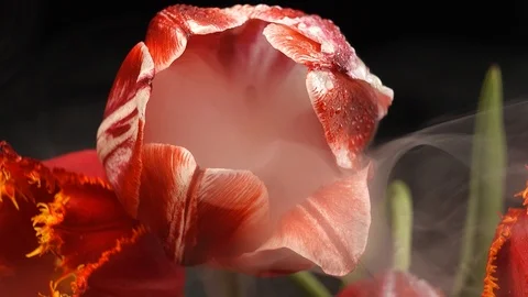Red tulips with dew drops Video stock 107889591