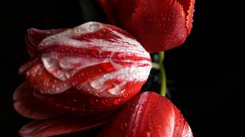 Red tulips with dew drops Stock Footage 107889644