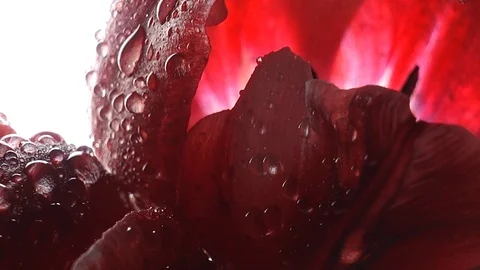 Red tulips with dew drops Video stock 107889649