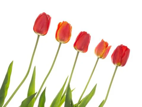 Red tulips on the diagonal Stock Photos