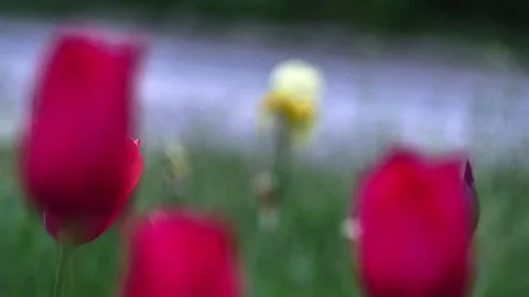 Red tulips in evening Stock Footage 83555781