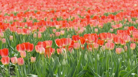 Red Tulips in a field background Stock Footage 49669798