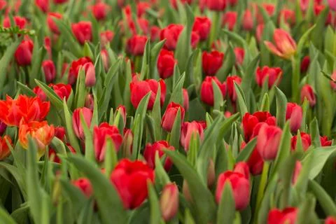 Red tulips field beautiful spring background. Stock Photos