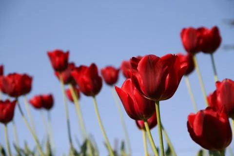 Red tulips field on a blue sky Stock Photos