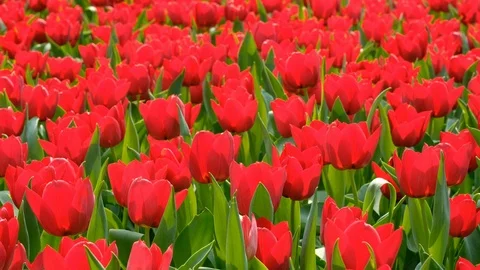 Red tulips field Stock Footage 87319330
