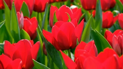 Red tulips field Stock Footage 87319684