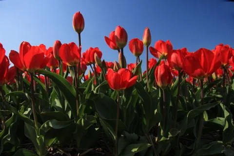 Red tulips in a field Stock Photos