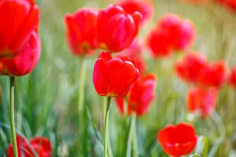 Red tulips field Stock Photos