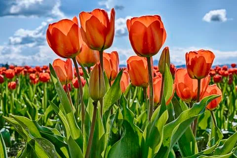 Red Tulips In The Field Stock Photos