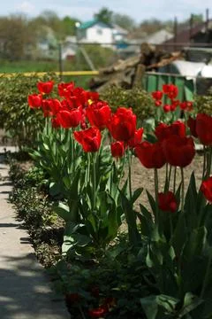 Red tulips field Stock Photos