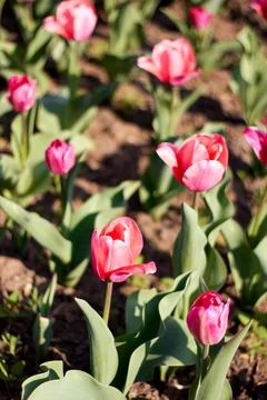Red tulips field Stock Photos