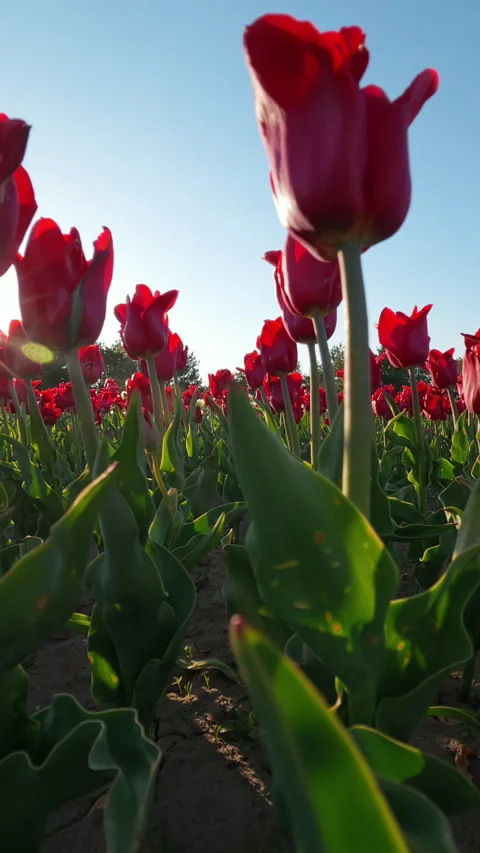 Red Tulips Field Under Clear Blue Sky At Sunrise Stock Footage 336064529