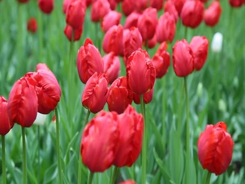 Red tulips flower bed background Stock Footage 77582063