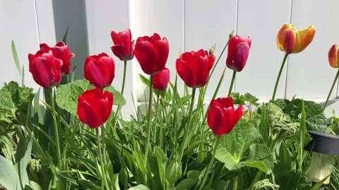 Red Tulips in flower bed Stock Footage 152856290