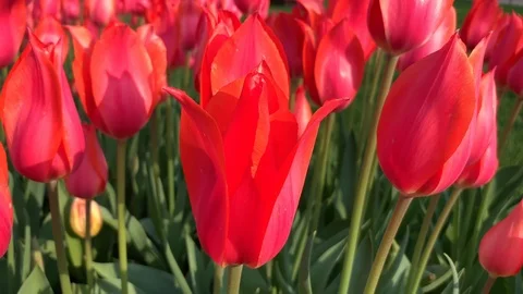 Red tulips in a flower bed in spring move from the wind Stock Footage