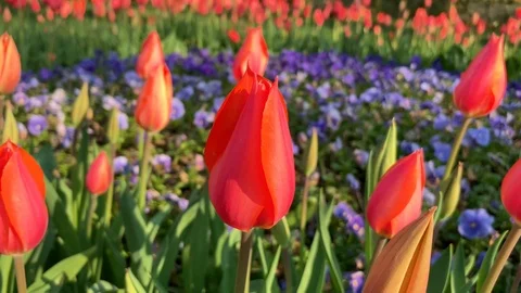 Red tulips in a flower bed in spring Stock Footage 114187767