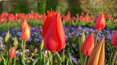 Red tulips in a flower bed in spring Stock Footage 114187773