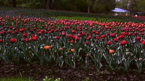 Red tulips in a flowerbed Stock-Footage 63198839