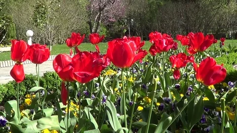 Red tulips on flowerbed Stock Footage 71292569