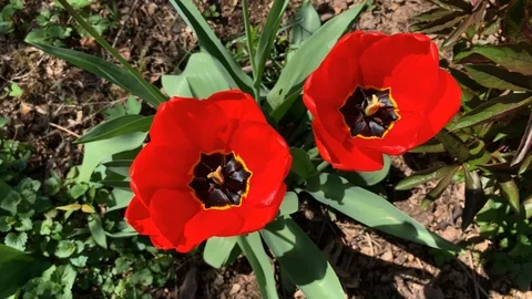Red tulips in a flowerbed Stock Footage 107521195