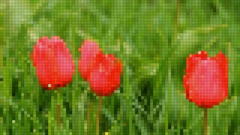 Red tulips in the flowerbed. pixel background Stock Footage 82471545