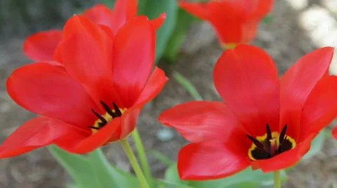 Red tulips Video stock 693501