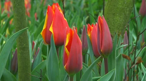 Red tulips Stock Footage 4929094