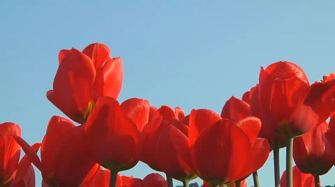 Red tulips Stock Footage 4978481