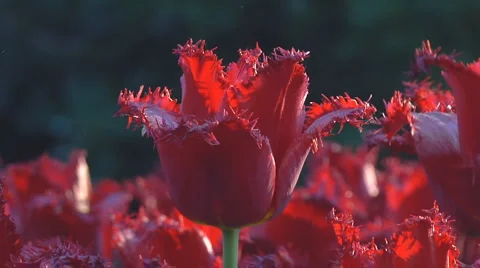 Red tulips Stock Footage