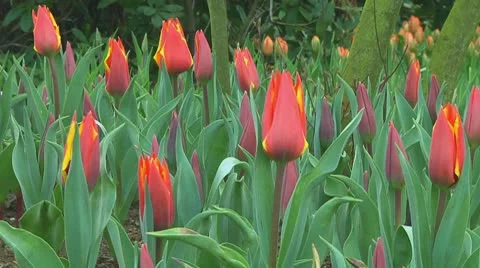 Red tulips Stock Footage 10740139