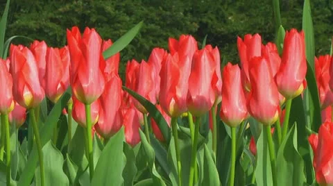 Red tulips Stock Footage 10740156
