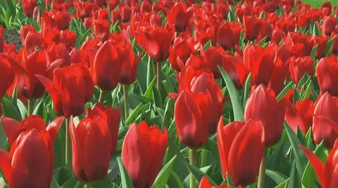 Red tulips Stock Footage 10740177