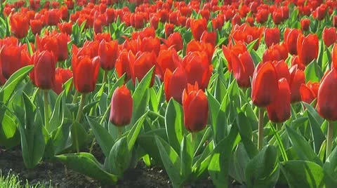 Red tulips Stock Footage 10740202