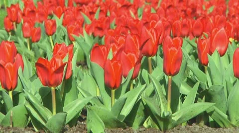 Red tulips Stock Footage 10740216