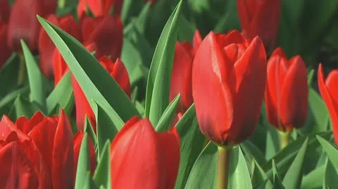 Red tulips Stock Footage 10740223