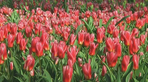 Red tulips Stock Footage 10740277