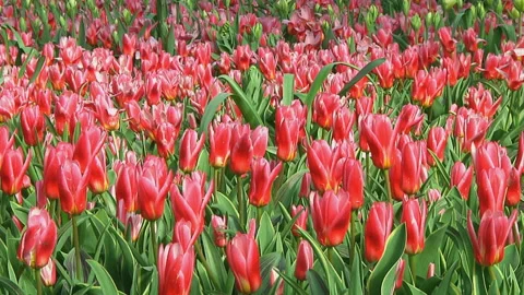 Red tulips Video stock 10740292