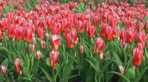Red tulips Stock Footage 10740300