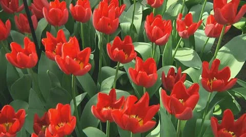 Red tulips Stock Footage 10740364