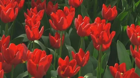 Red tulips Stock Footage 10740367