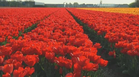 Red tulips Stock Footage 10740938