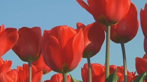 Red tulips Stock Footage 10740941