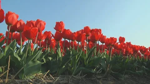 Red tulips Stock Footage 10740954