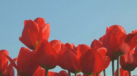 Red tulips Stock Footage 10740967