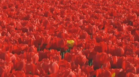Red tulips Stock Footage 10740977