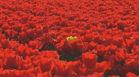 Red tulips Stock Footage 10740984