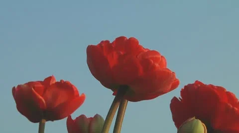 Red tulips Stock Footage 10741141