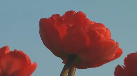 Red tulips Stock Footage 10741149