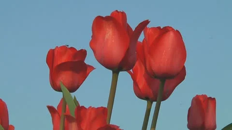 Red tulips Stock Footage 10741165