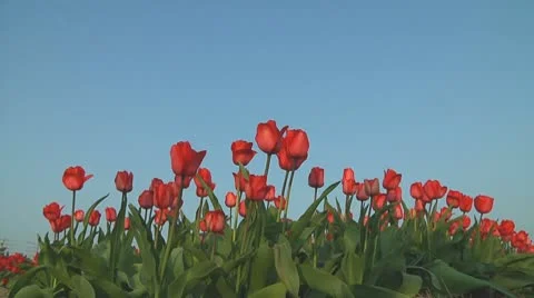 Red tulips Stock Footage 10741185